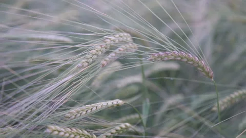 Wheat field, ears of wheat swaying from the gentle wind Stock Footage 156538951