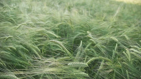 Wheat field, ears of wheat swaying from the gentle wind Stock Footage 156539635