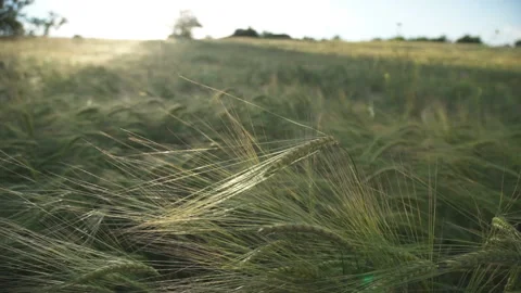 Wheat field, ears of wheat swaying from the gentle wind Stock Footage 156539752