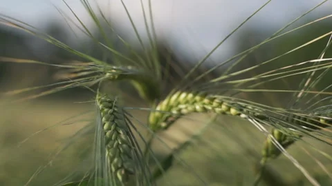 Wheat field, ears of wheat swaying from the gentle wind Stock Footage 156539760