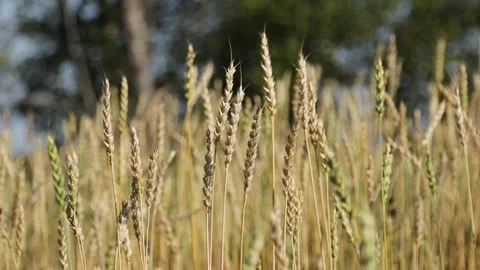 Wheat field, ears of wheat swaying from the gentle wind. Stock Footage 161087257