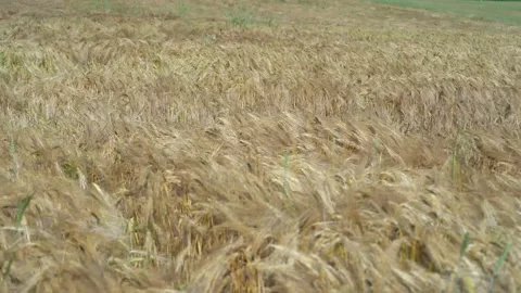 Wheat field, ears of wheat swaying from the gentle wind. Golden ears are slowly Stock Footage 169645974