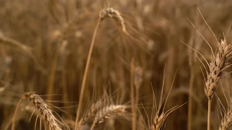 Wheat field, ears of wheat swaying from the gentle wind. Golden ears are slowly Stock Footage 172302192