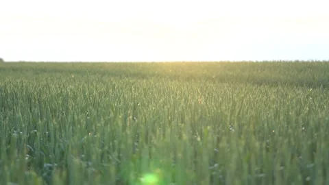 Wheat field, ears of wheat swaying from the gentle wind. Golden ears are slowly Video stock 188455991