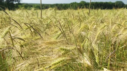 Wheat field, ears of wheat swaying from the gentle wind Stock Footage 198375749