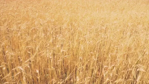 Wheat field, ears of wheat swaying from the gentle wind. Golden ears are slowly Stock Footage 201156532