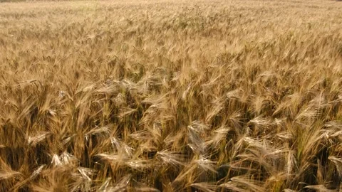 Wheat field, ears of wheat swaying from the gentle wind. Agriculture industry. Stock Footage 201737236