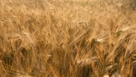 Wheat field, ears of wheat swaying from the gentle wind. Agriculture industry. Stock Footage 201737333