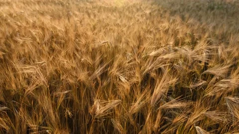 Wheat field, ears of wheat swaying from the gentle wind. Agriculture industry. Stock Footage 201783352