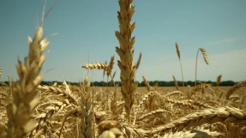 Wheat field, ears of wheat swaying from the gentle wind. Golden ears are slowly Stock Footage 201997430