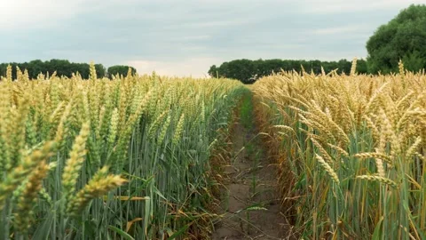 Wheat field, ears of wheat swaying from the gentle wind. Golden ears are slowly Stock Footage 202608600