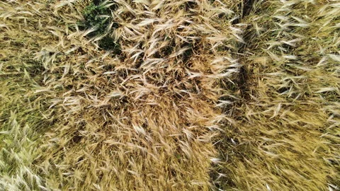 Wheat field, ears of wheat swaying from a light wind. Golden ears sway slowly in Stock Footage 202610048