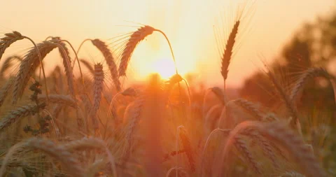 Wheat field, ears of wheat swaying in slow motion, gentle wind, close-up Stock Footage 205056130