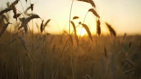 Wheat field, ears of wheat swaying from the gentle wind at sunset. Stock Footage 211724718