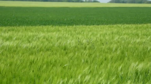 Wheat field, ears of wheat swaying from the gentle wind. Golden ears are slowly Stock Footage 242829441