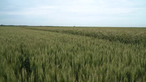 Wheat field, ears of wheat swaying from the gentle wind. Agriculture industry Stock Footage 244249148