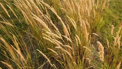 Wheat field, ears of wheat swaying from the gentle wind. Golden ears are slowly 스톡 동영상 256727648