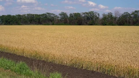 Wheat field, ears of wheat swaying from the gentle wind. Golden ears are slowly Stock Footage 264101913