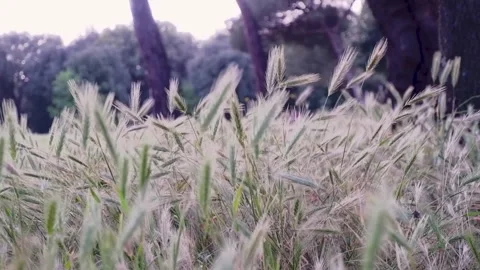 Wheat field, ears of wheat swaying from the gentle wind Vídeos de archivo 289565031