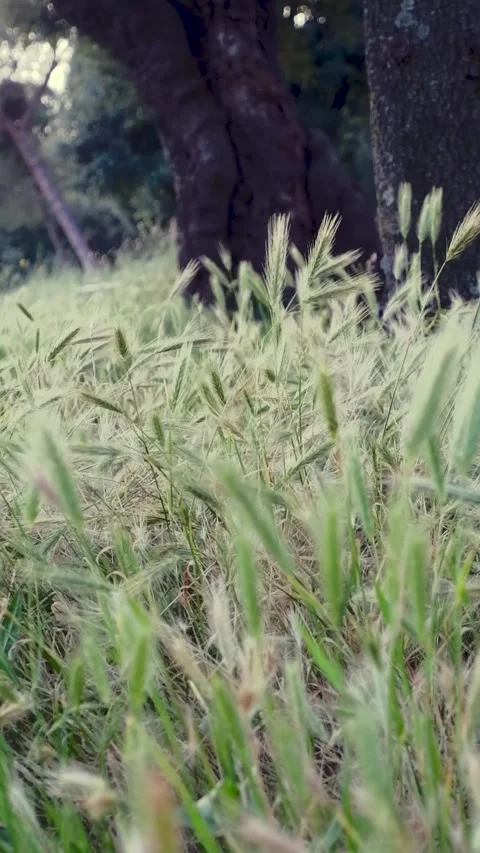 Wheat field, ears of wheat swaying from the gentle wind Stock-Footage 289565053