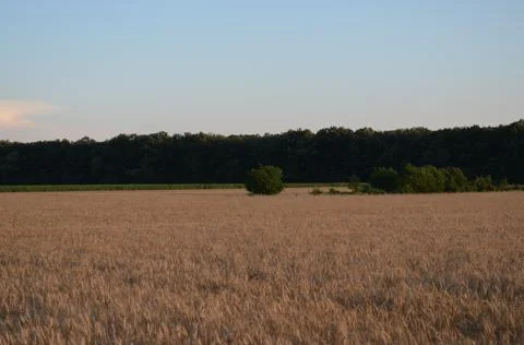 Wheat field at the edge of a forest Stock Photos