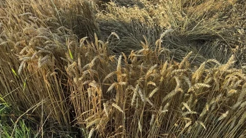 Wheat field edge with lodged wheat patch in sunny evening Vídeos de archivo 287016371