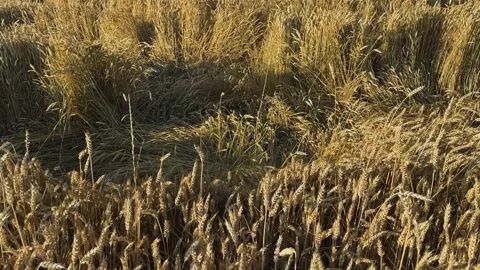 Wheat field edge with lodged wheat patch in sunny morning 스톡 동영상 329240598