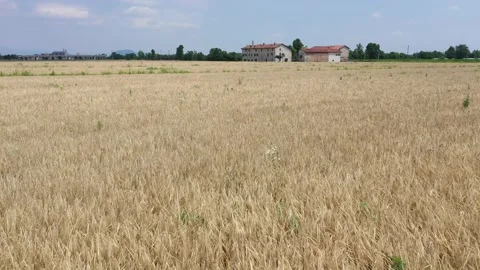 Wheat field EMILIA ROMAGNA Video stock 137977209