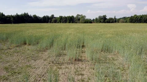 Wheat Field in Espoo Stock Footage 199810217
