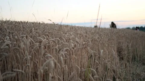Wheat field in the evening at sunset Видео 263454871