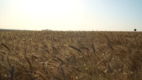 Wheat Field at evning Stock Footage 92734365