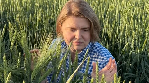 Wheat Field Examination Stock Footage 310494045