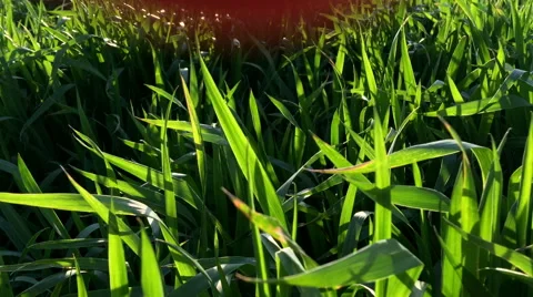 Wheat field farm 11 Stock Footage 49653380