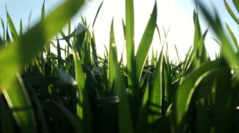 Wheat field farm 6 Stock Footage 49653233