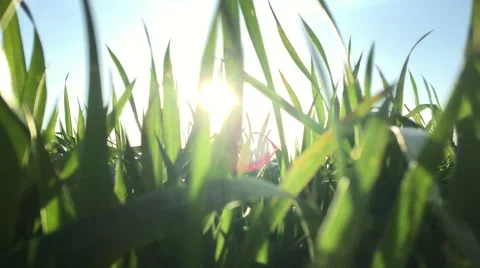 Wheat field farm 7 Stock Footage 49653256