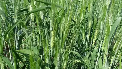 Wheat field, farm Stock Footage 235967194