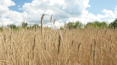 Wheat field on a farm Stock Footage 272791977