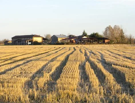 Wheat field with farm Stock Photos