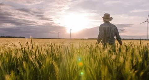 Wheat Field Farmer Walking Windmill Sunlight Landscape Nature Agriculture Growth Stock Footage