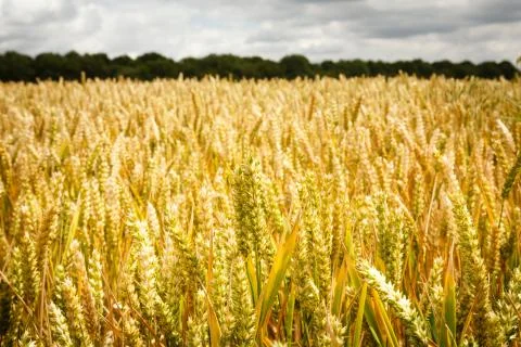 Wheat field, fields of golden wheat, UK Stock Photos