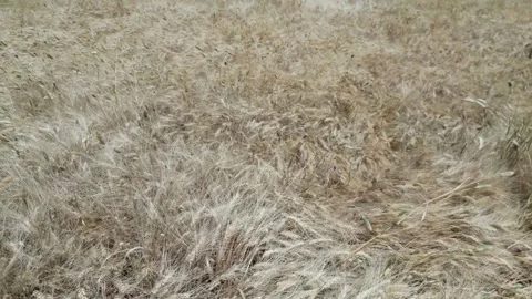 Wheat Field Fly Over Close Up Vídeos de archivo 326722580