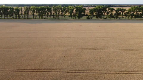 Wheat field. Flying over wheat field, ears of mature ripe wheat, trees, road Stock Footage 231764649