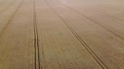 Wheat field. Flying over wheat field with ears mature ripe wheat. Stock Footage 329497638