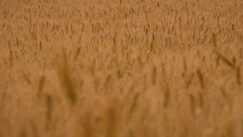 WHEAT FIELD FOCUS Stock Footage 93715225