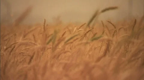 Wheat field Stock Footage 480324
