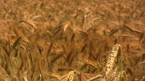 Wheat Field Stock Footage 480496