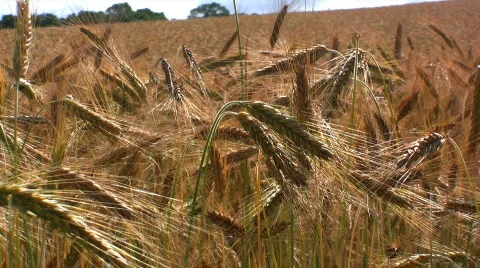 Wheat in the field Stock Footage 480791