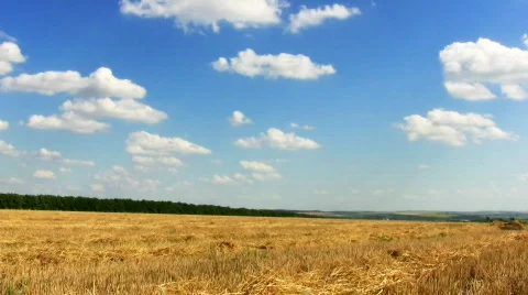 Wheat field Stock Footage 480853