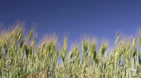 Wheat field Stock Footage 513716