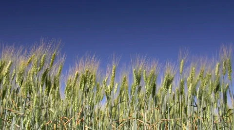 Wheat field Stock Footage 519617